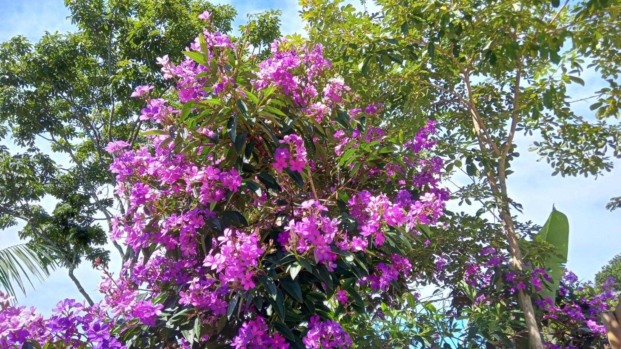 Pousada Hang Jurerê Tradicional Florianópolis Extérieur photo